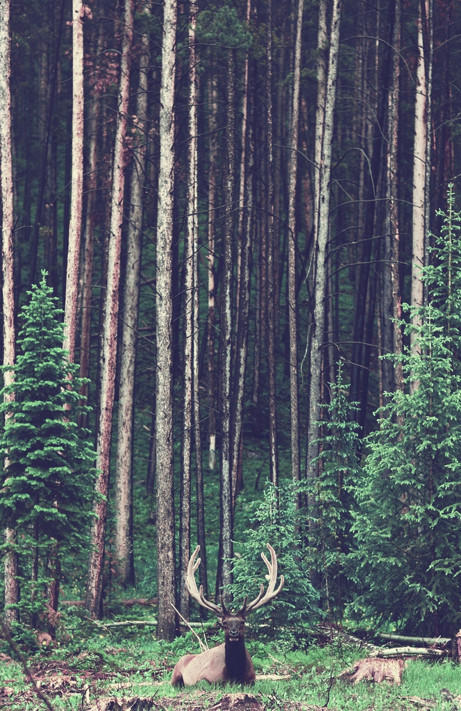The meme is a photo of a deer sitting in a forest, looking directly at the camera with a neutral expression. The text "I can smell the desperation in the air" is written above the deer's head, implying that the deer is somehow sensing the anxiety or stress of its surroundings. The overall tone of the meme is humorous and ironic, poking fun at the idea that a deer can somehow sense emotions or anxiety.